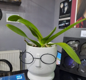 Cabinet Optica Medicala Happy Optic Giurgiu